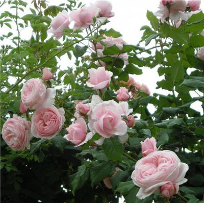 NAHEMA ® - Butasi trandafiri de gradina - Trandafir urcator / catarator creat in Franta de Delbard