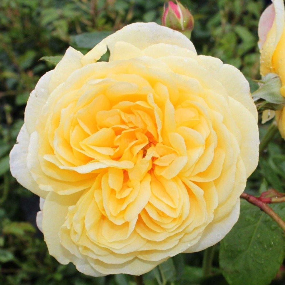 TEASING GEORGIA ®' - Trandafir cu flori grupate (floribunda) creat in Anglia de David Austin - Famous Roses