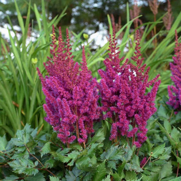 ASTILBE CHINENSIS : VISION IN RED
