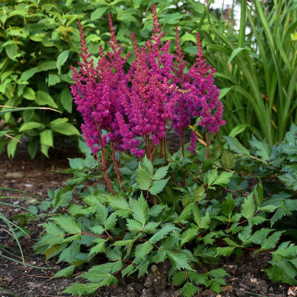 ASTILBE CHINENSIS : VISION IN RED