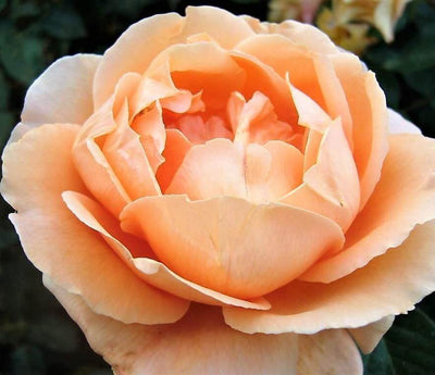 ABBAYE DE CLUNY ® - Butasi trandafiri de gradina - Trandafir teahibrid creat in Franta de Meilland Richardier