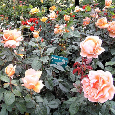ABBAYE DE CLUNY ® - Butasi trandafiri de gradina - Trandafir teahibrid creat in Franta de Meilland Richardier