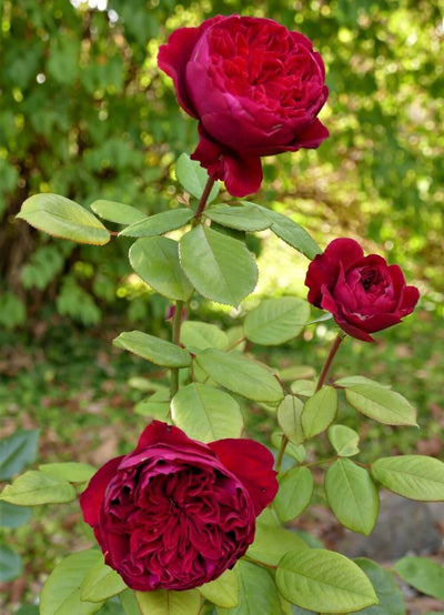 ALAIN SOUCHON ® - Butasi trandafiri de gradina - Trandafir teahibrid creat in Franta de Meilland Richardier