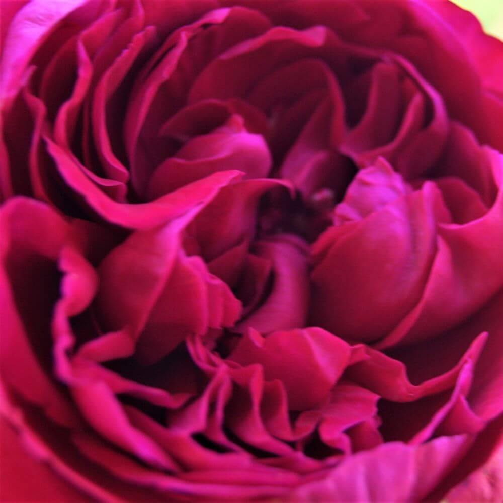 ALAIN SOUCHON ® - Butasi trandafiri de gradina - Trandafir teahibrid creat in Franta de Meilland Richardier