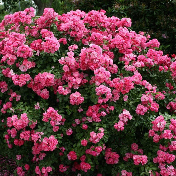 ANGELA ®' - Trandafir cu flori grupate (floribunda) creat in Germania de Kordes - Famous Roses