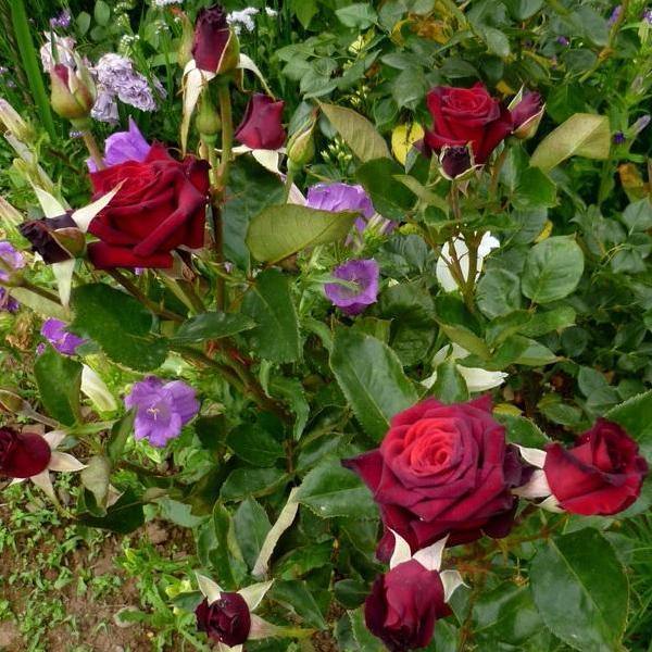 BARKAROLE ® - Butasi trandafiri de gradina - Trandafir teahibrid creat in Germania de Tantau