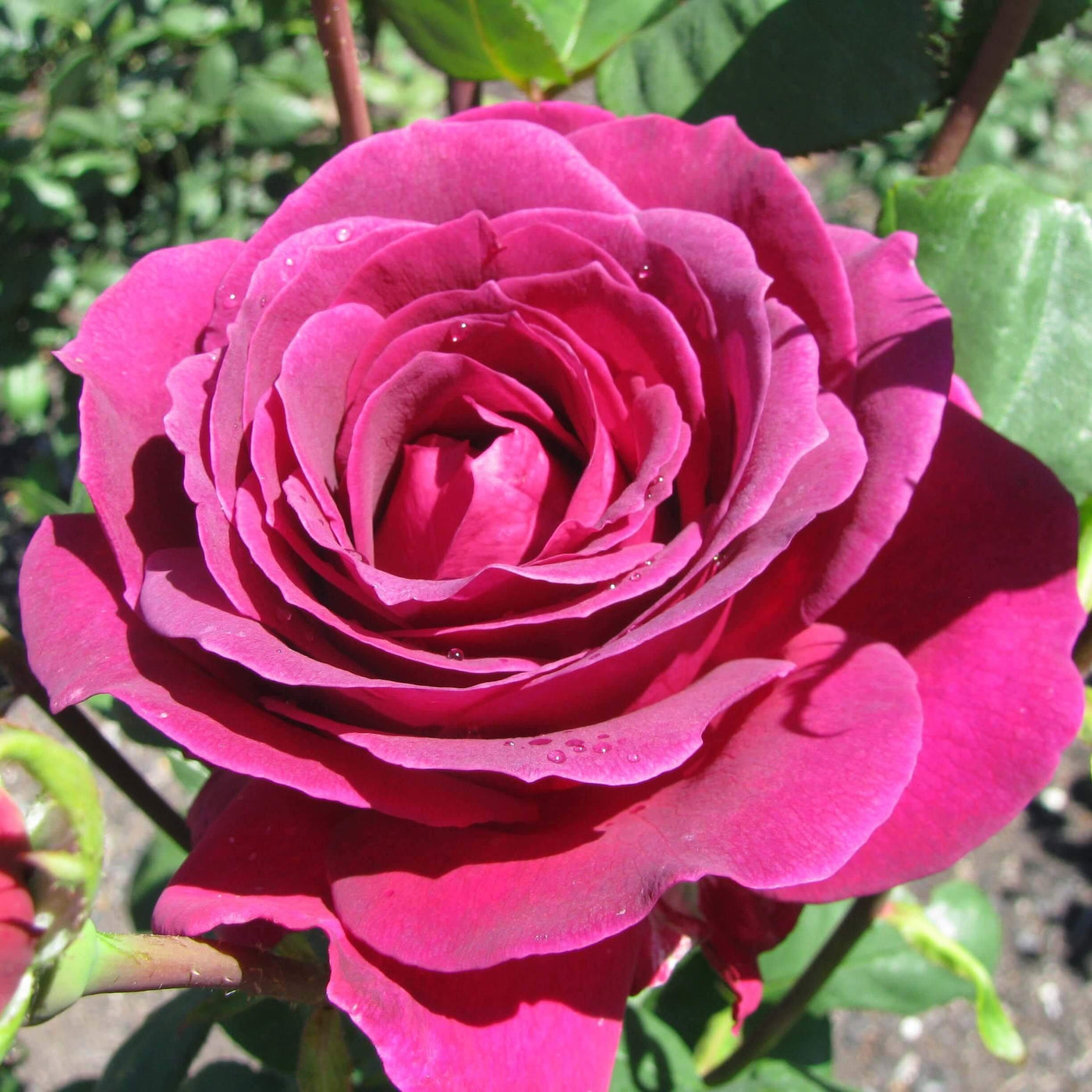 BIG PURPLE ® - Butasi trandafiri de gradina - trandafir cu flori mari ( teahibrid )