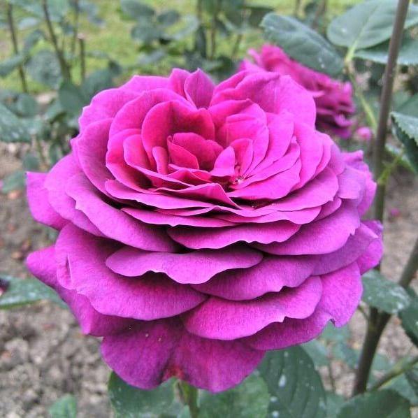 BIG PURPLE ® - Butasi trandafiri de gradina - trandafir cu flori mari ( teahibrid )