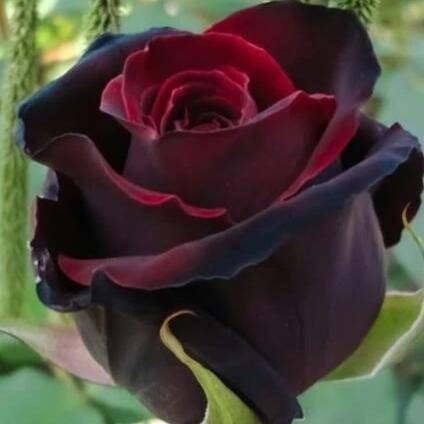 BLACK MAGIC ®' - trandafir cu flori mari ( teahibrid ) creat in Germania de Tantau - Famous Roses