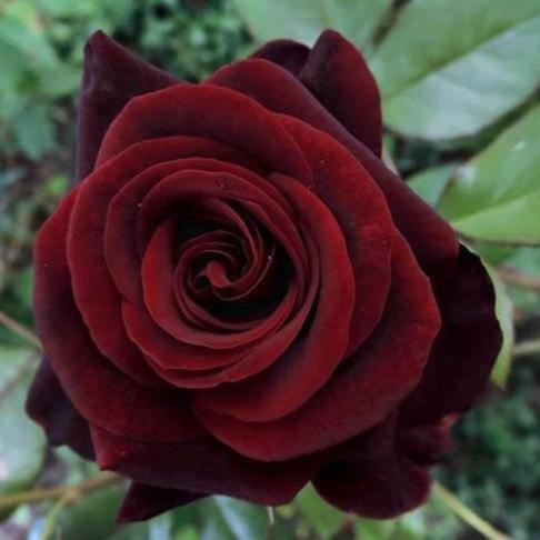 BLACK MAGIC ®' - trandafir cu flori mari ( teahibrid ) creat in Germania de Tantau - Famous Roses