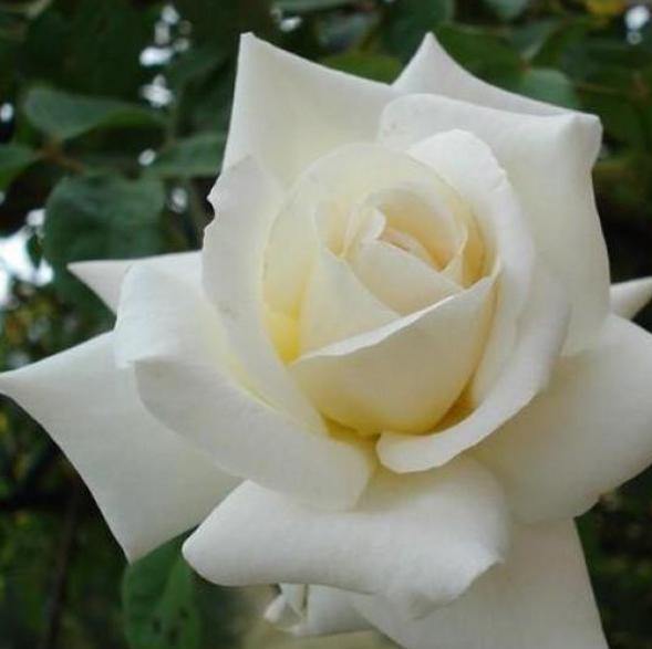 BLANCHE COLOMBE ® - Butasi trandafiri de gradina - Trandafir urcator / catarator creat in Franta de Delbard