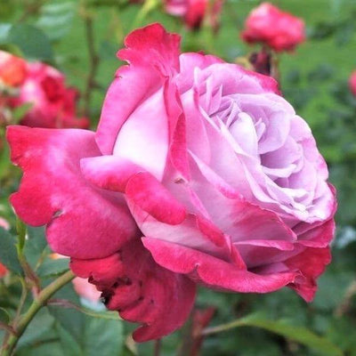 BLUE RIVER ® - Butasi trandafiri de gradina - Trandafir teahibrid creat in Germania de Kordes