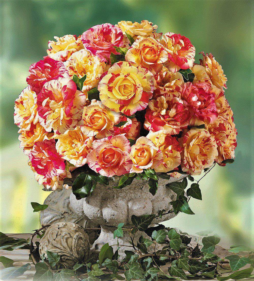 CAMILLE PISSARRO ® - Butasi trandafiri de gradina - Trandafir cu flori grupate (floribunda) creat in Franta de Delbard