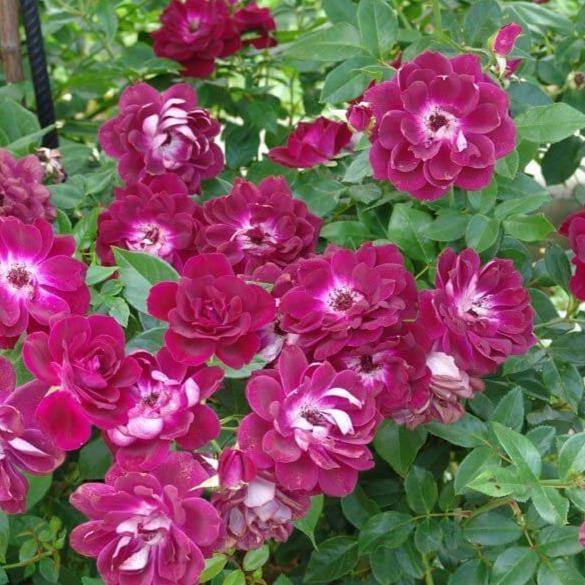 BURGUNDY ICEBERG ® - Butasi trandafiri de gradina - Trandafiri cu flori grupate (floribunda)