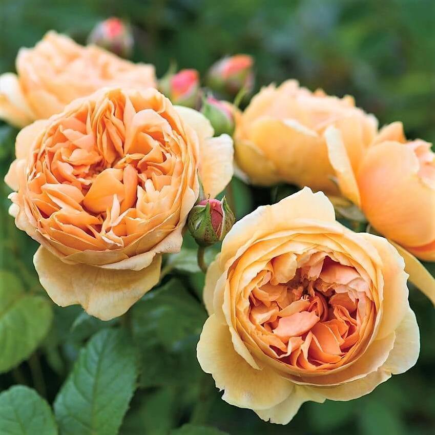 CAROLYN KNIGHT ® - Butasi trandafiri de gradina - Trandafir floribunda creat in Anglia de David Austin