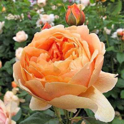 CAROLYN KNIGHT ® - Butasi trandafiri de gradina - Trandafir floribunda creat in Anglia de David Austin