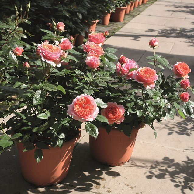 CHIPPENDALE ® - Butasi trandafiri de gradina - Trandafir teahibrid creat in Germania de Tantau