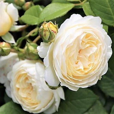 CLAIRE AUSTIN ® - Butasi trandafiri de gradina - Trandafir floribunda creat in Anglia de David Austin