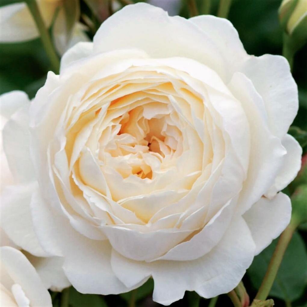 CLAIRE AUSTIN ® - Butasi trandafiri de gradina - Trandafir floribunda creat in Anglia de David Austin