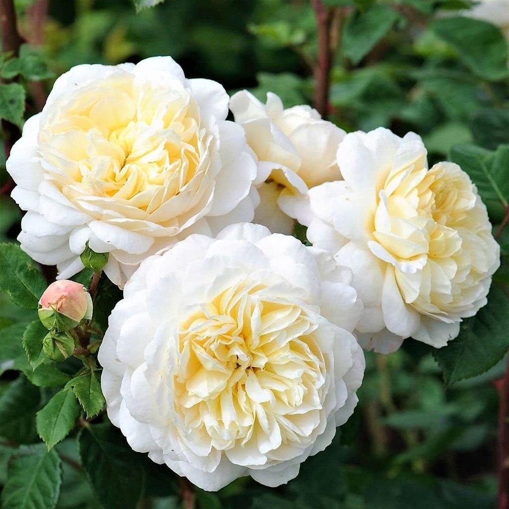 CROCUS ® - Butasi trandafiri de gradina - Trandafir floribunda creat in Anglia de David Austin