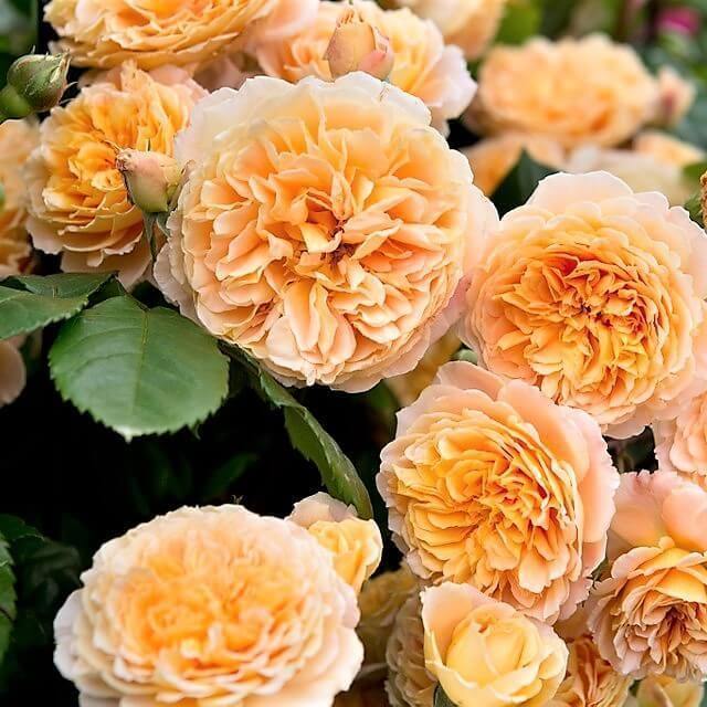 CROWN PRINCESS MARGARETA ® - Butasi trandafiri de gradina - Trandafir floribunda creat in Anglia de David Austin