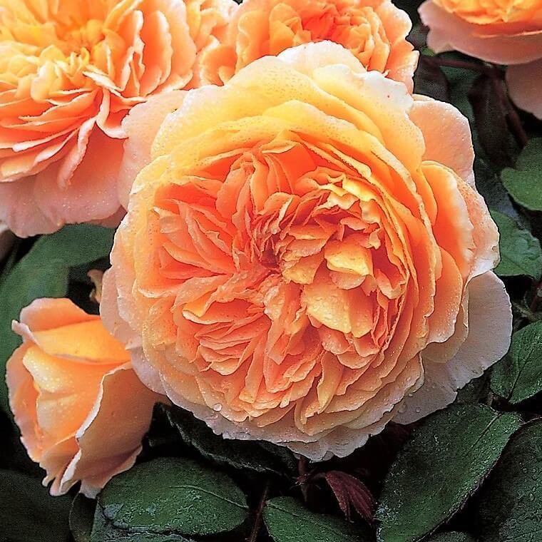 CROWN PRINCESS MARGARETA ® - Butasi trandafiri de gradina - Trandafir floribunda creat in Anglia de David Austin