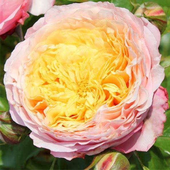 DOMAINE DE CHANTILLY ® - Butasi trandafiri de gradina - Trandafir cu flori grupate (floribunda) creat in Franta de Delbard