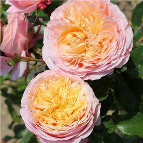 DOMAINE DE CHANTILLY ® - Butasi trandafiri de gradina - Trandafir cu flori grupate (floribunda) creat in Franta de Delbard