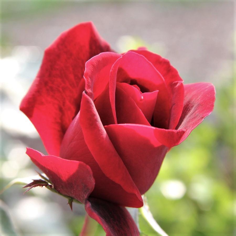DON JUAN ® - Butasi trandafiri de gradina - FamousRoses.eu
