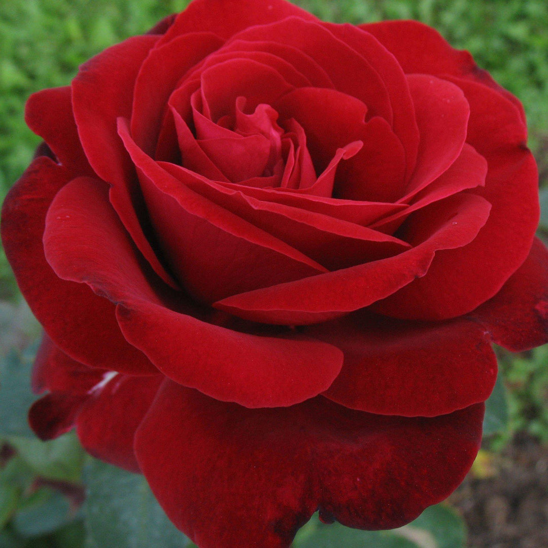 EDITH PIAF ® - Butasi trandafiri de gradina - Trandafir teahibrid creat in Franta de Meilland Richardier