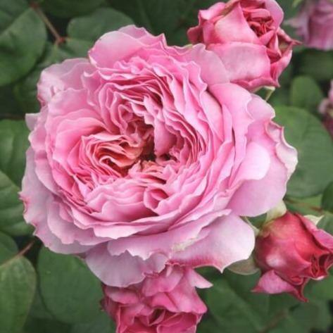EISVOGEL ®' - trandafir cu flori mari ( teahibrid ) creat in Germania de Tantau - Famous Roses