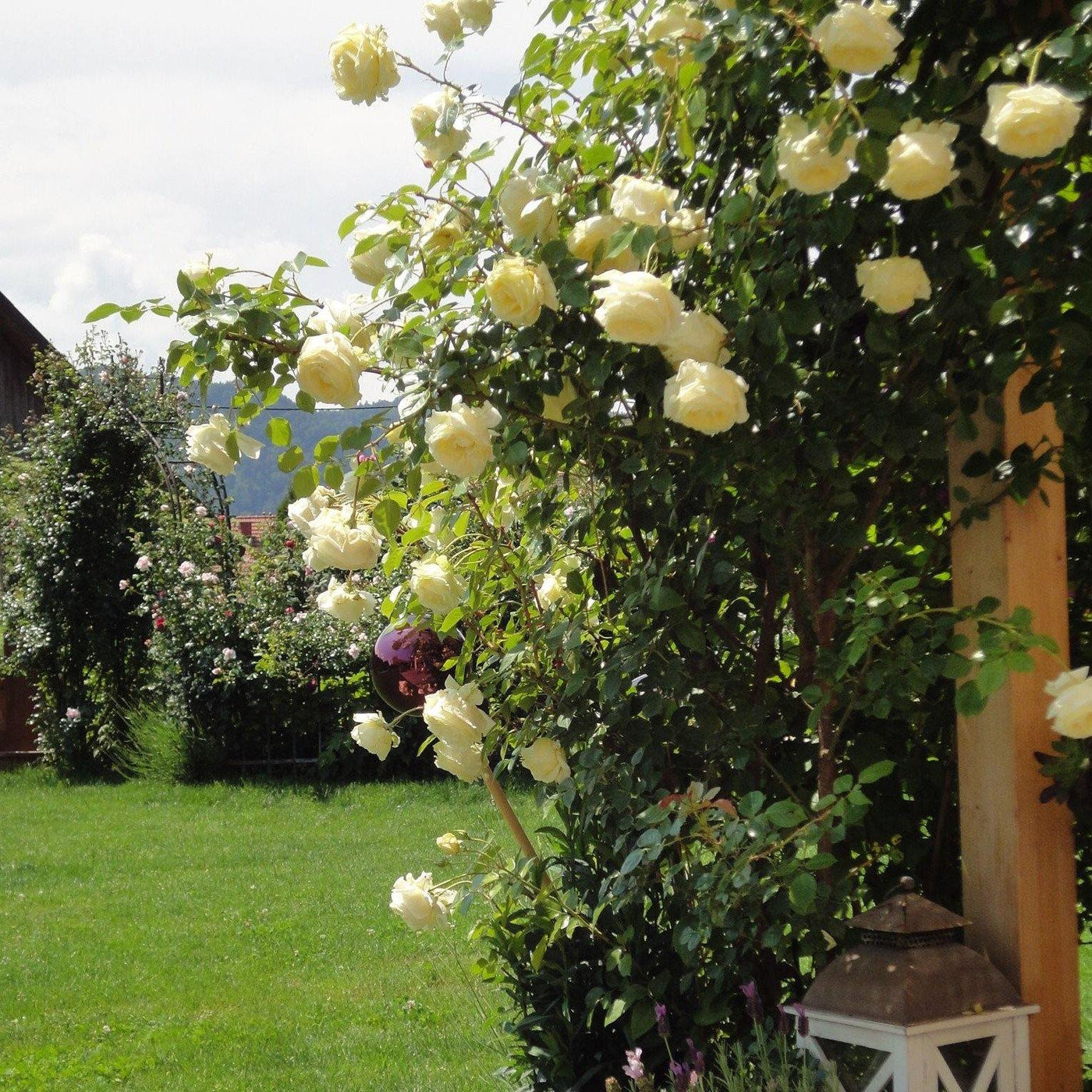 ELFE ®' - Trandafir urcator / catarator creat in Germania de Tantau - Famous Roses