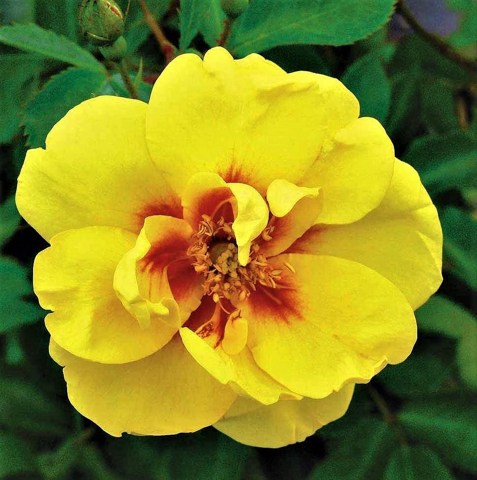 EYECONIC ® - Butasi trandafiri de gradina - Trandafir urcator / catarator creat in Franta de Meilland Richardier