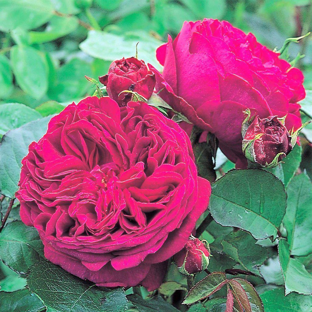 FALSTAFF ® - Butasi trandafiri de gradina - Trandafir floribunda creat in Anglia de David Austin