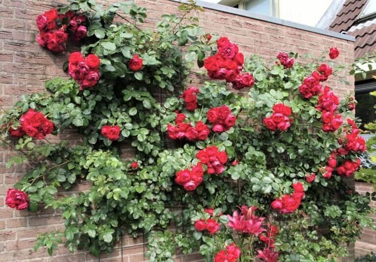 FLORENTINA ® - Butasi trandafiri de gradina - Trandafir urcator / catarator creat in Germania de Kordes