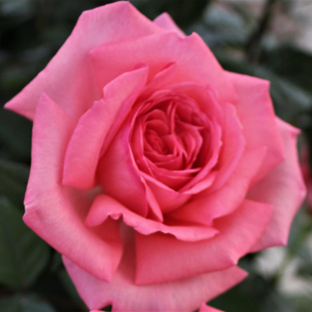 FRAGONARD ® - Butasi trandafiri de gradina - Trandafir teahibrid creat in Franta de Delbard