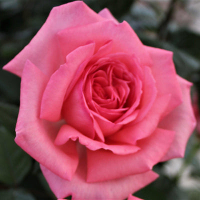 FRAGONARD ® - Butasi trandafiri de gradina - Trandafir teahibrid creat in Franta de Delbard
