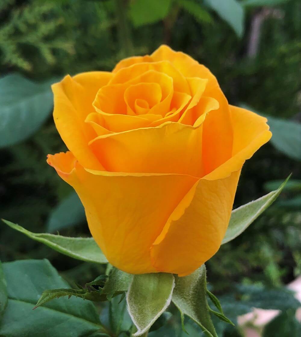 FRISCO ®' - trandafir cu flori mari ( teahibrid ) creat in Germania de Kordes - Famous Roses