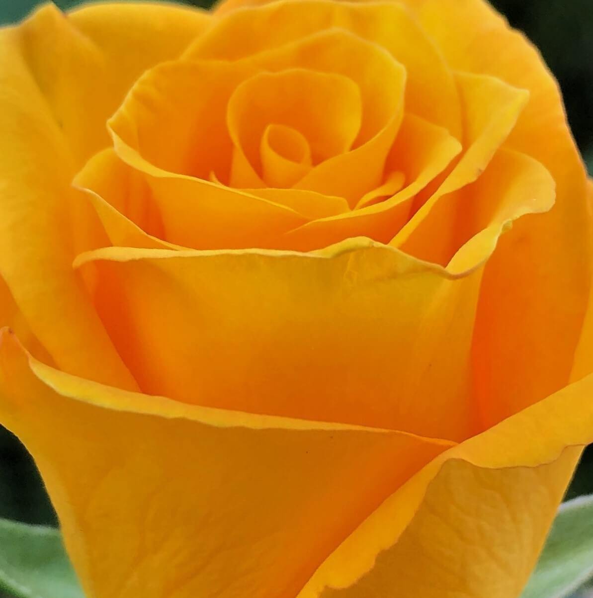 FRISCO ®' - trandafir cu flori mari ( teahibrid ) creat in Germania de Kordes - Famous Roses