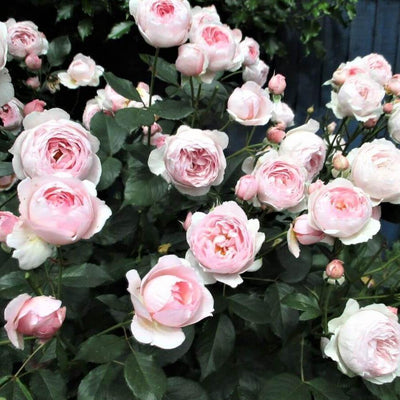 GEOFF HAMILTON ® - Butasi trandafiri de gradina - Trandafir floribunda creat in Anglia de David Austin