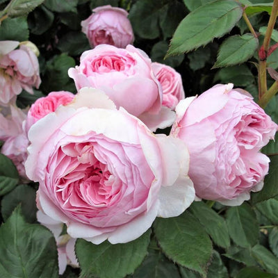 GEOFF HAMILTON ® - Butasi trandafiri de gradina - Trandafir floribunda creat in Anglia de David Austin