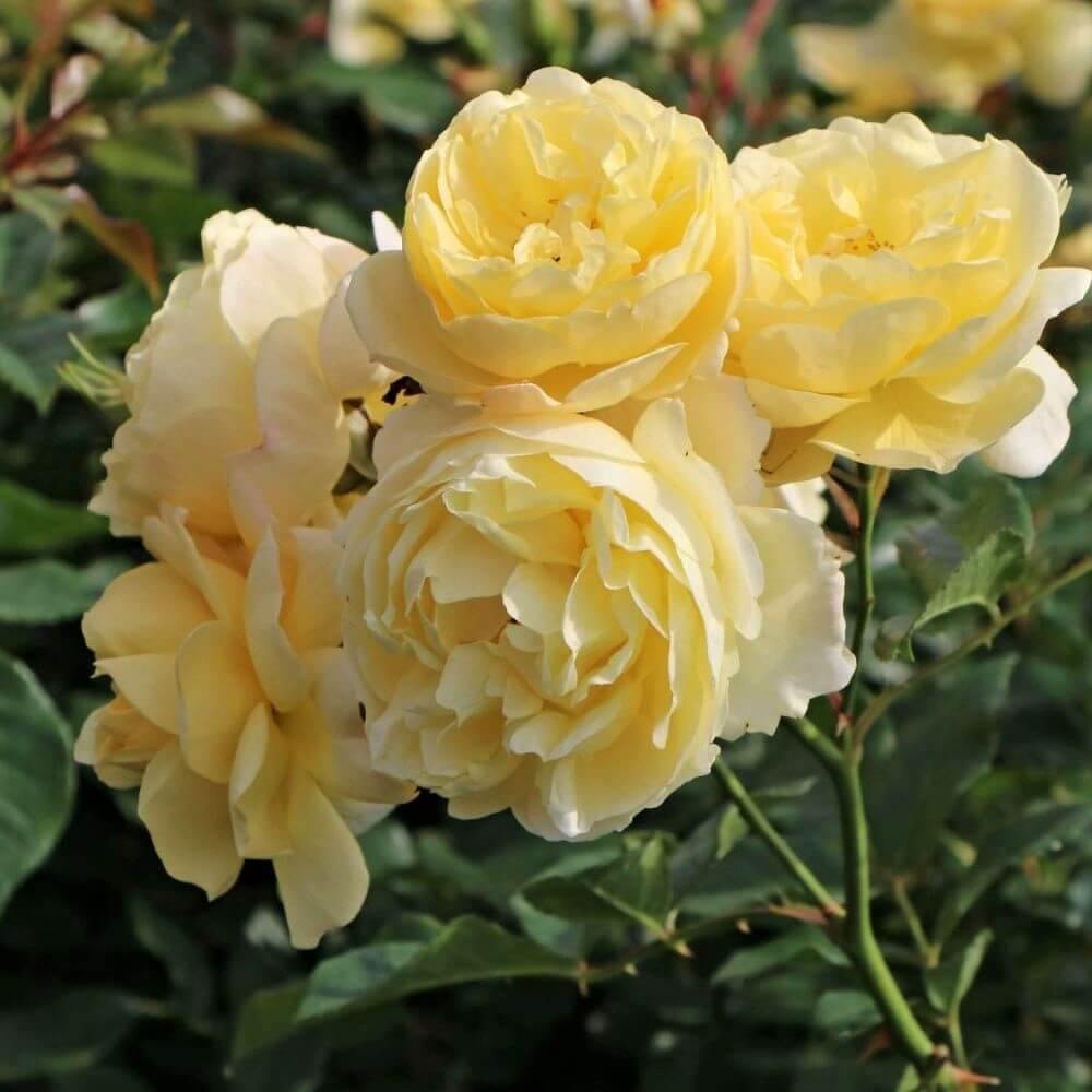GOLDEN TOUCH ®' - FamousRoses.eu - Famous Roses