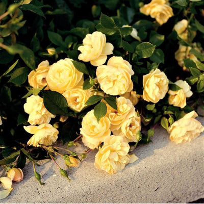 GOLDEN TOUCH ®' - FamousRoses.eu - Famous Roses