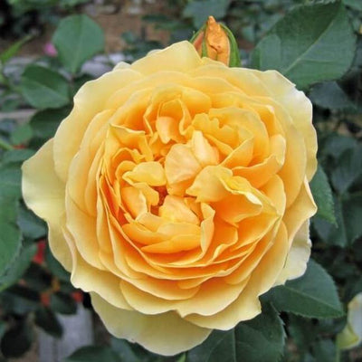 Gpt. GRAHAM THOMAS ® - Butasi trandafiri de gradina - Trandafir urcator / catarator creat in Anglia de David Austin