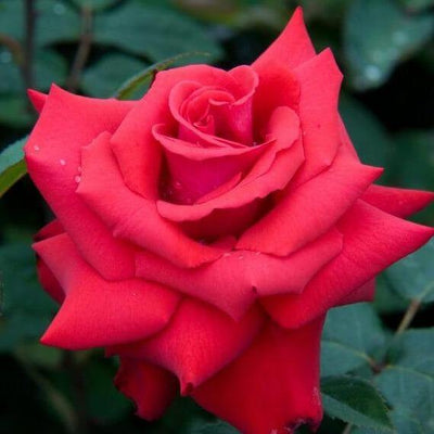 GRANDE AMORE ®' - FamousRoses.eu - Famous Roses