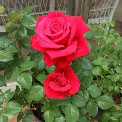 GRANDE AMORE ®' - FamousRoses.eu - Famous Roses