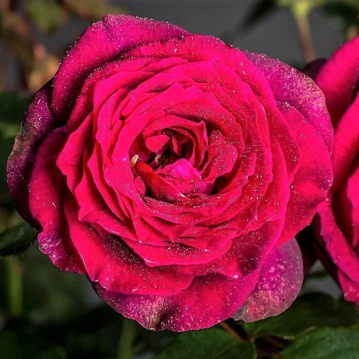 GRAEFIN DIANA ® - Butasi trandafiri de gradina - FamousRoses.eu
