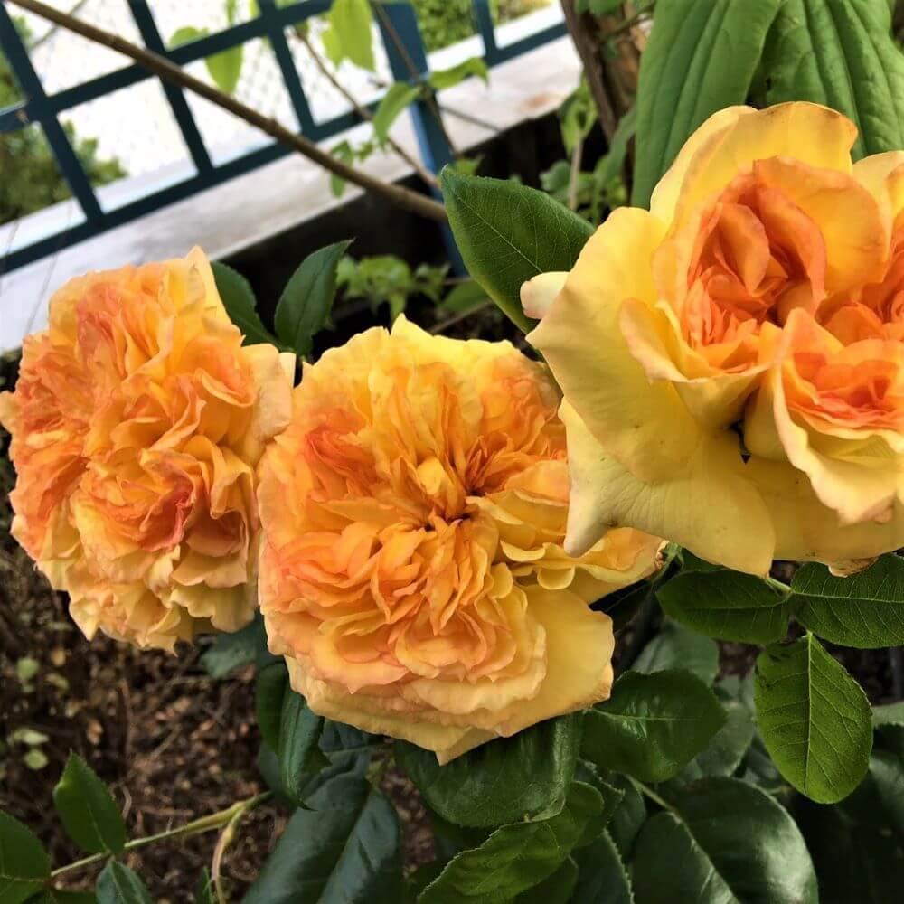 HENRI DELBARD ® - Butasi trandafiri de gradina - Trandafir teahibrid creat in Franta de Delbard