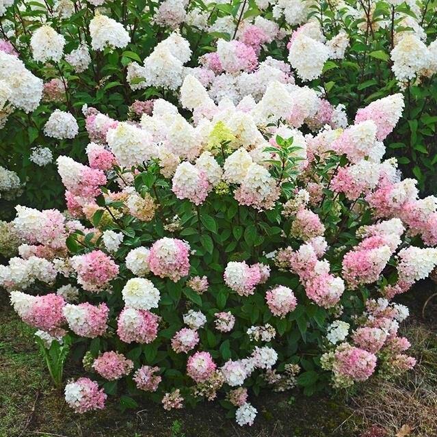 Hydrangea Paniculata Living Summer Love - FamousRoses.eu - Famous Roses