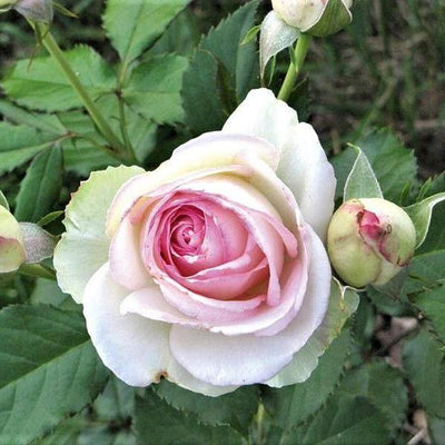 HONORE DE BALZAC ®' - FamousRoses.eu - Famous Roses